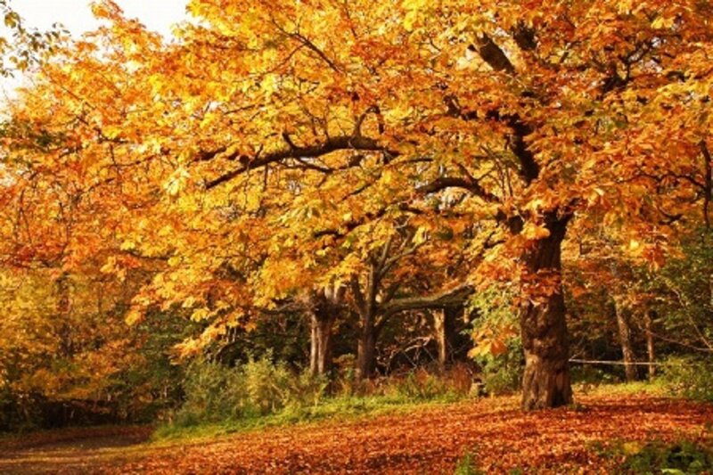 Autumn Tree with Golden Leaves — Orange, Serene, Photograph, Forest