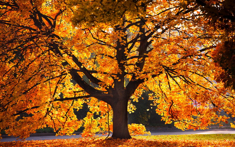 Autumn Tree with Golden Leaves — Orange, Serene, Photograph