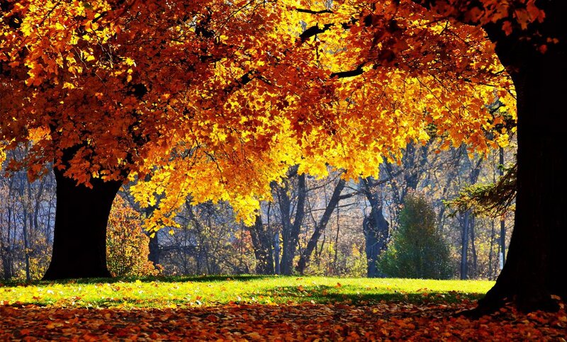 Autumn Tree with Golden Leaves — Orange, Serene