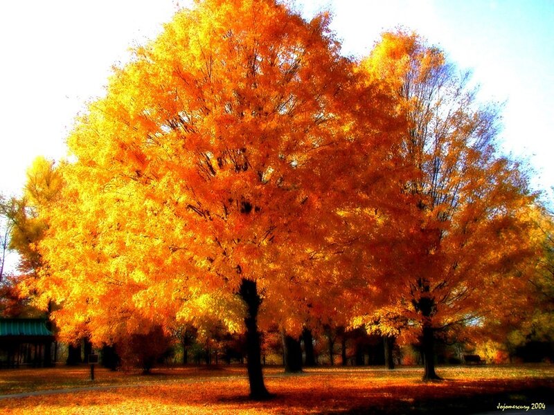 Autumn Tree with Golden Leaves — Orange