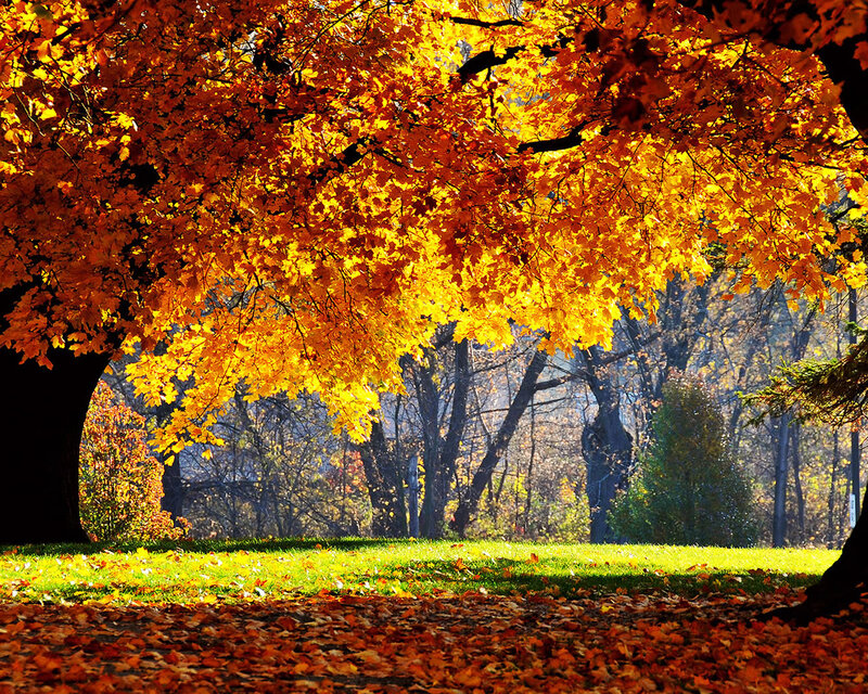 Autumn Tree with Golden Leaves — Yellow