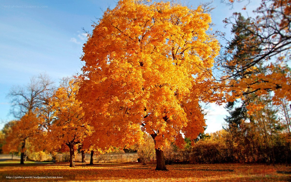 Autumn tree with golden leaves