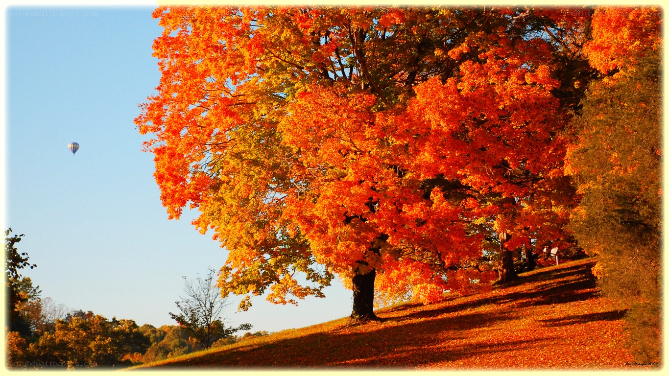Autumn tree with hot air balloon