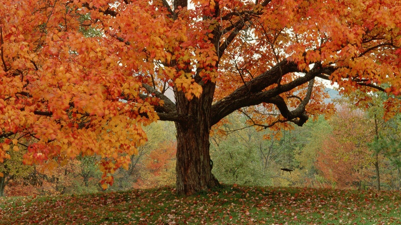 Autumn Tree with Leaves — Orange, Serene