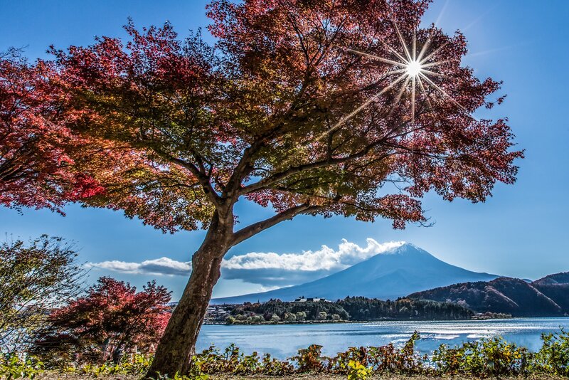 Autumn Tree with Mountain — Blue