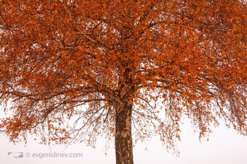 Autumn tree with orange leaves