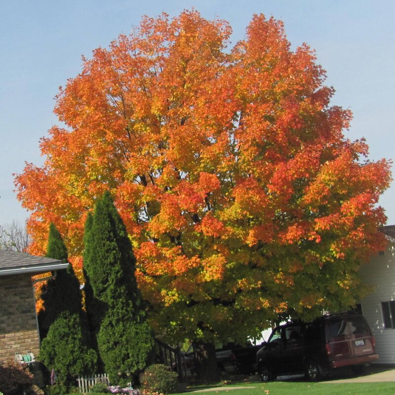Autumn Tree with Orange Leaves — Calm