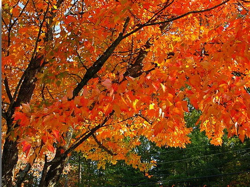 Autumn Tree with Orange Leaves — Serene, Photograph, Branches