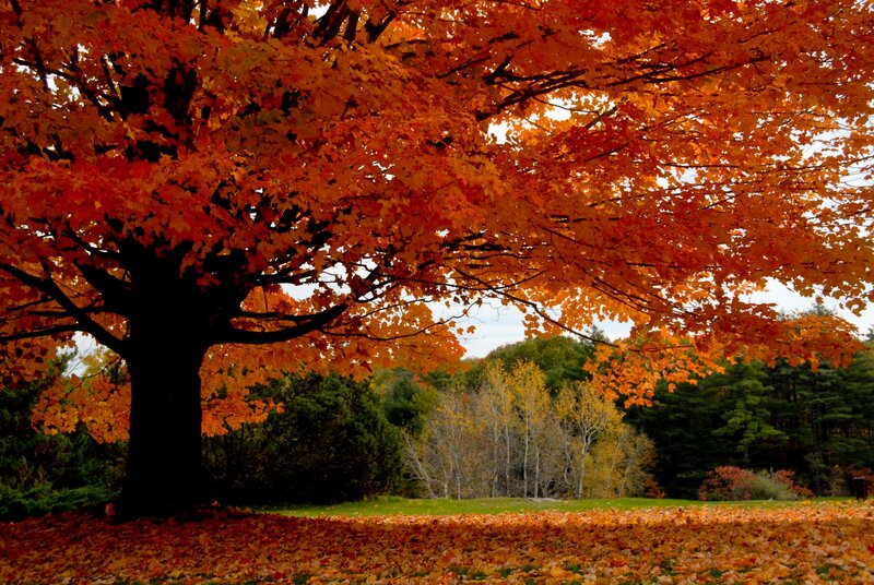 Autumn Tree with Orange Leaves — Serene, Photograph, Grass, Forest