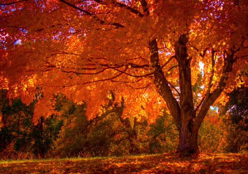 Autumn Tree with Orange Leaves — Serene, Photograph, Grass