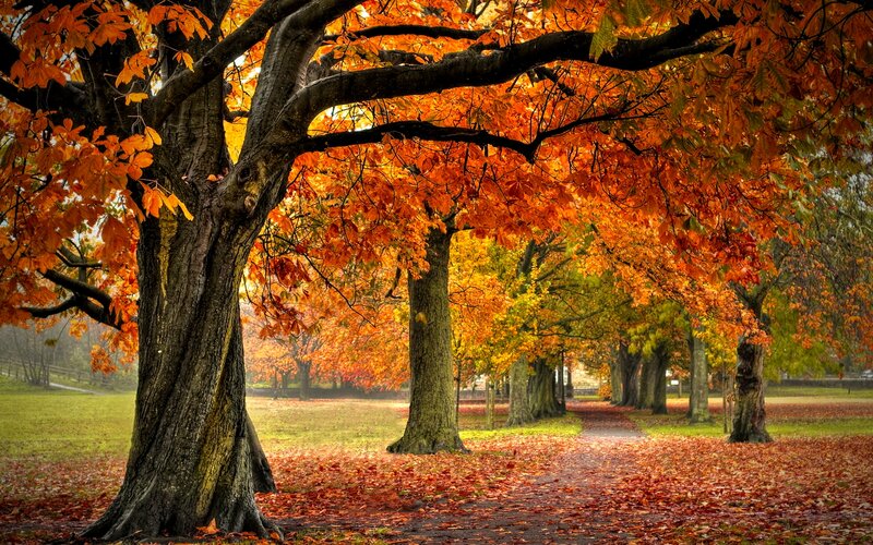 Autumn Tree with Orange Leaves — Serene, Photograph, Path