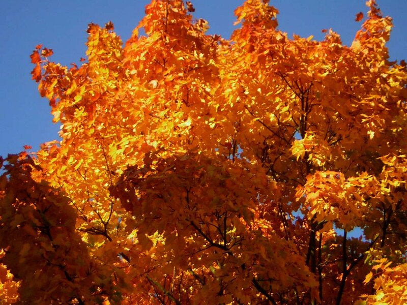 Autumn Tree with Orange Leaves — Serene, Photograph, Sky