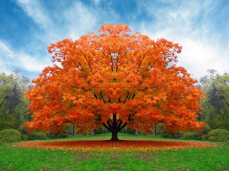 Autumn Tree with Orange Leaves — Serene, Photograph