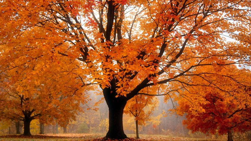 Autumn Tree with Orange Leaves — Serene, Photograph, Trees, Forest