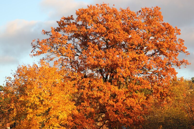 Autumn Tree with Orange Leaves — Serene, Photograph, Trees, Sky, Clouds