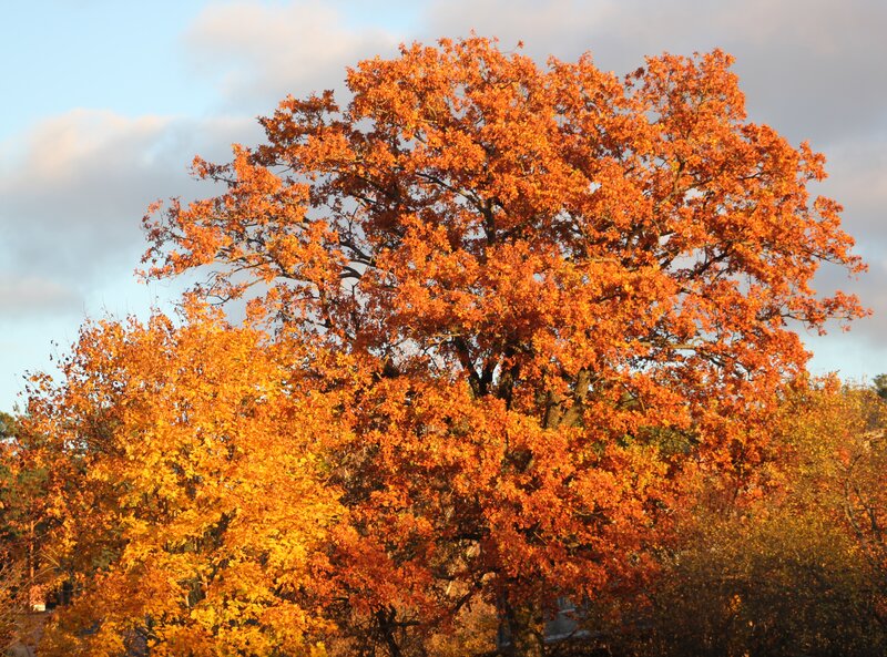 Autumn Tree with Orange Leaves — Serene, Photograph, Trees, Sky
