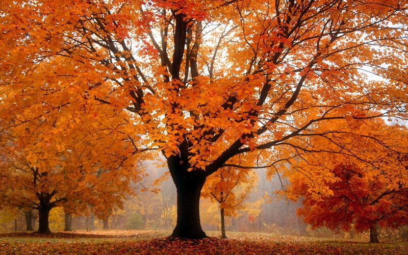 Autumn Tree with Orange Leaves — Serene, Photograph, Trees