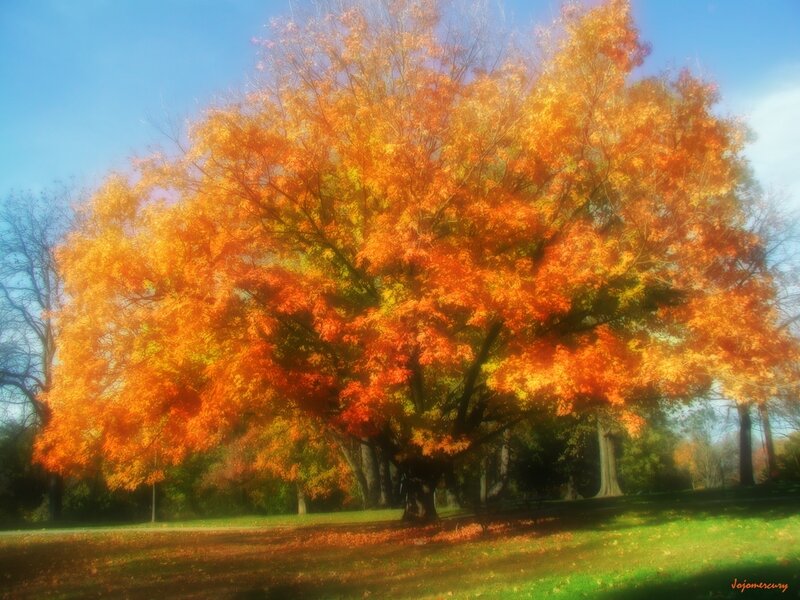 Autumn Tree with Orange Leaves — Serene