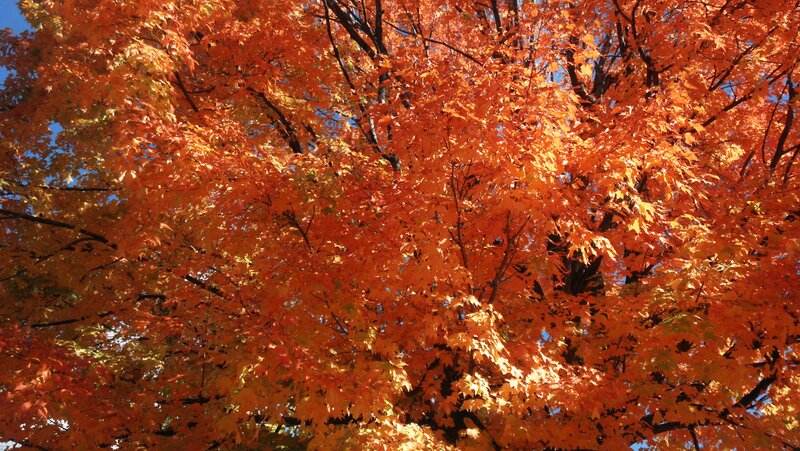 Autumn Tree with Orange Leaves — Vibrant, Photograph
