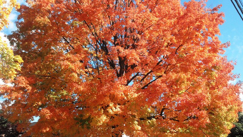 Autumn Tree with Orange Leaves — Vibrant
