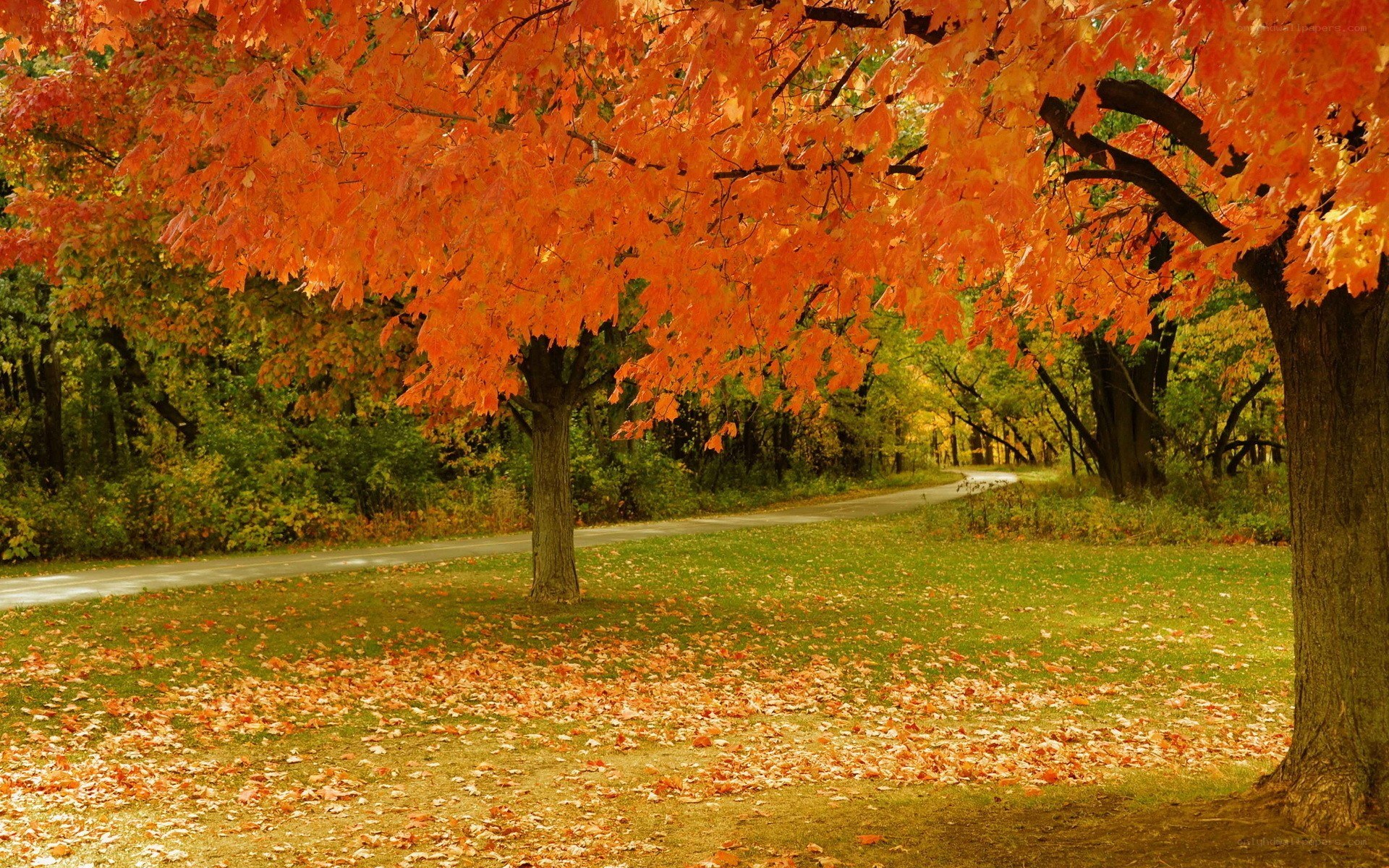 Autumn tree with orange leaves