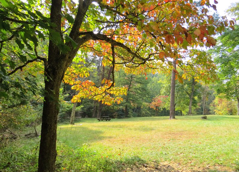 Autumn Tree with Picnic Table — Green