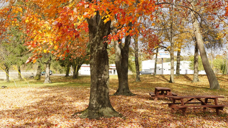 Autumn Tree with Picnic Table — Orange