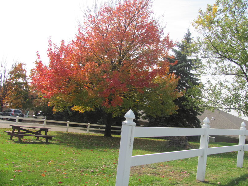 Autumn Tree with Picnic Table