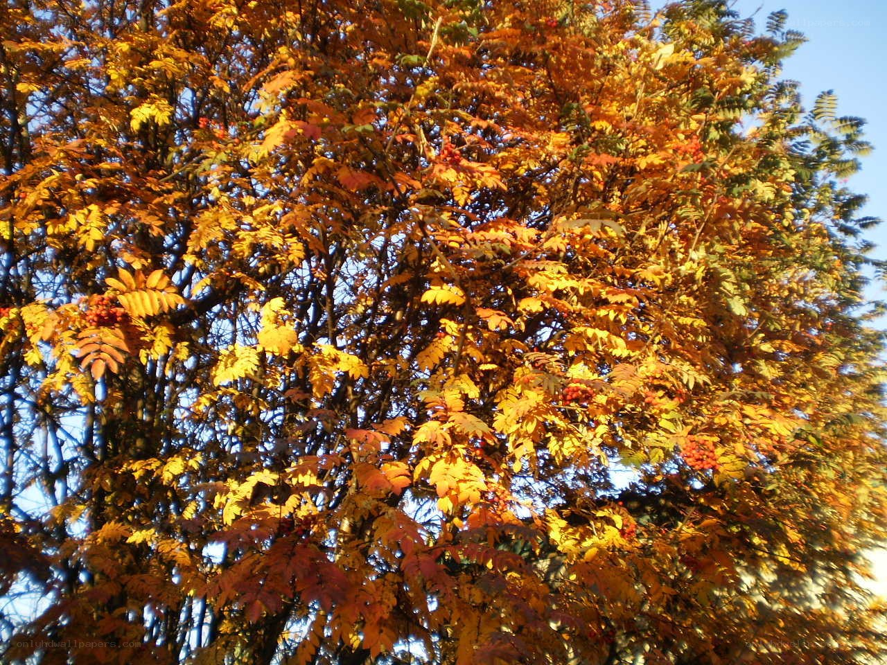 Autumn tree with red berries