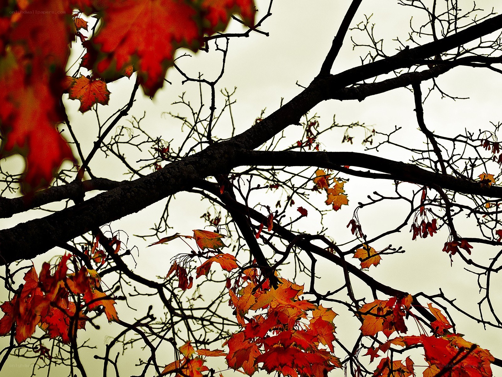 Autumn tree with red leaves