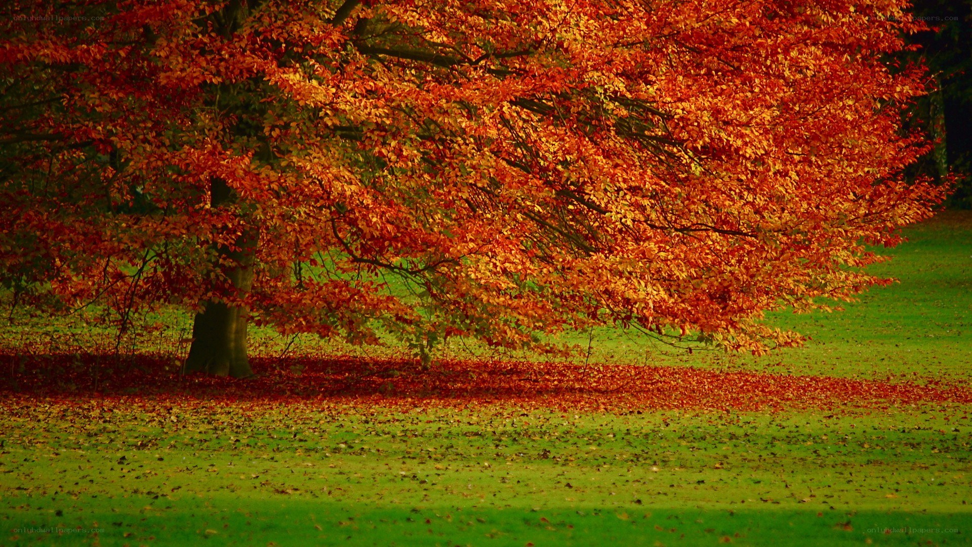 Autumn tree with red leaves