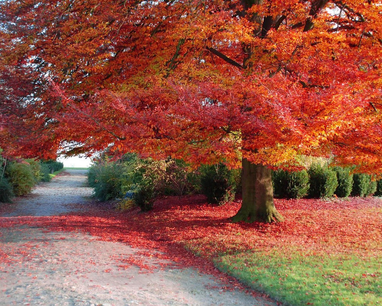 Autumn tree with red leaves