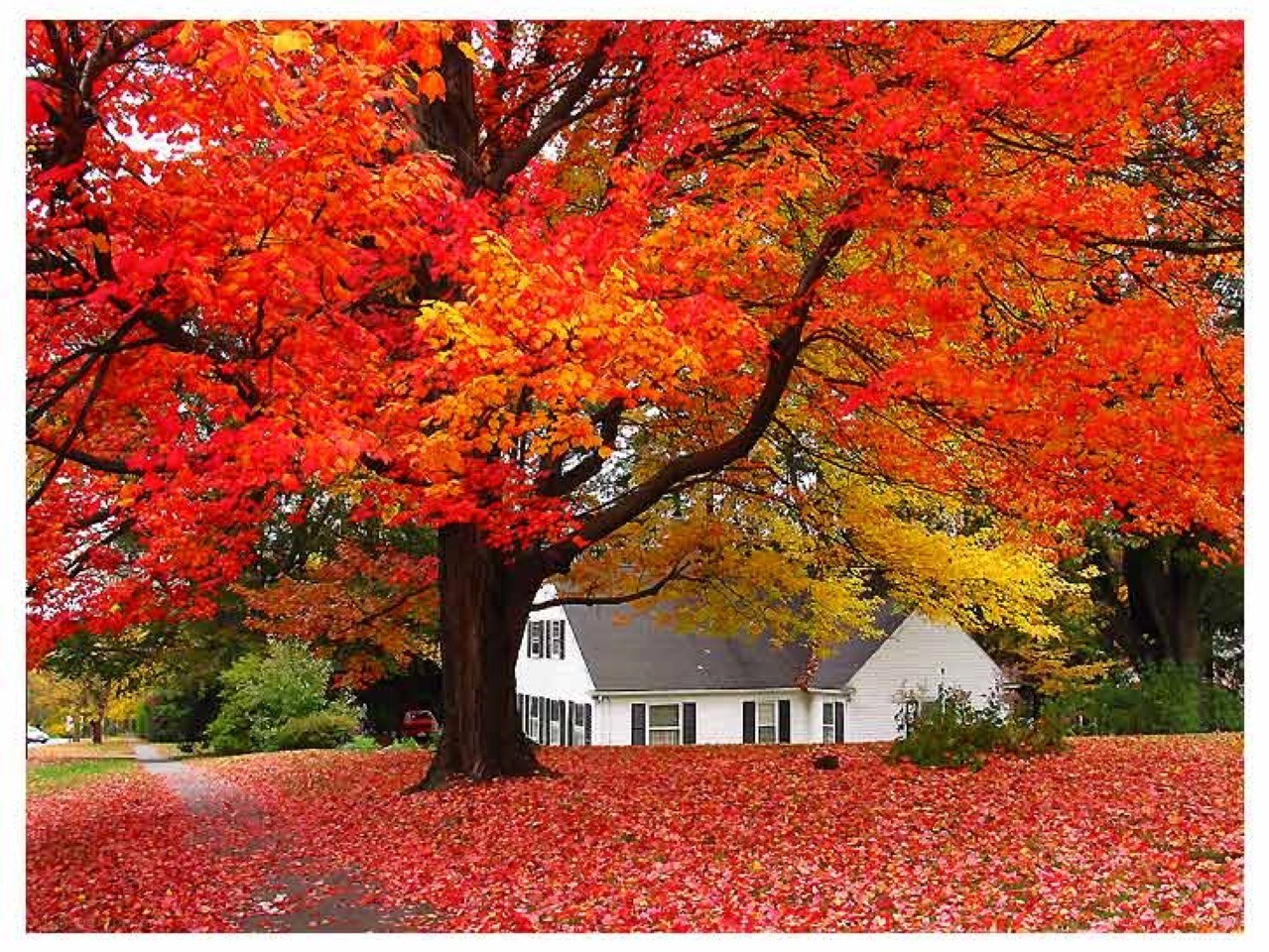 Autumn tree with red leaves
