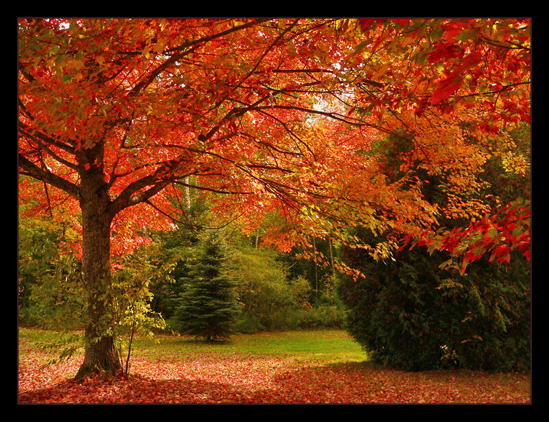 Autumn tree with red leaves