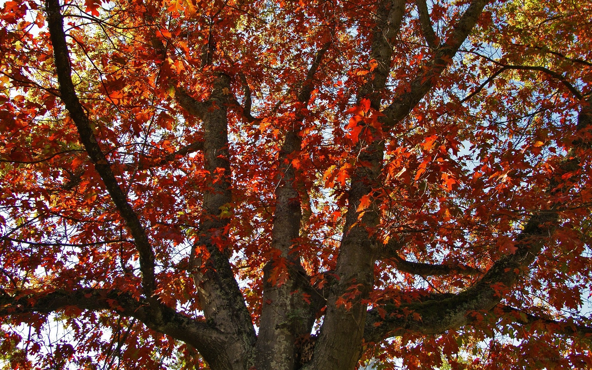 Autumn tree with red leaves