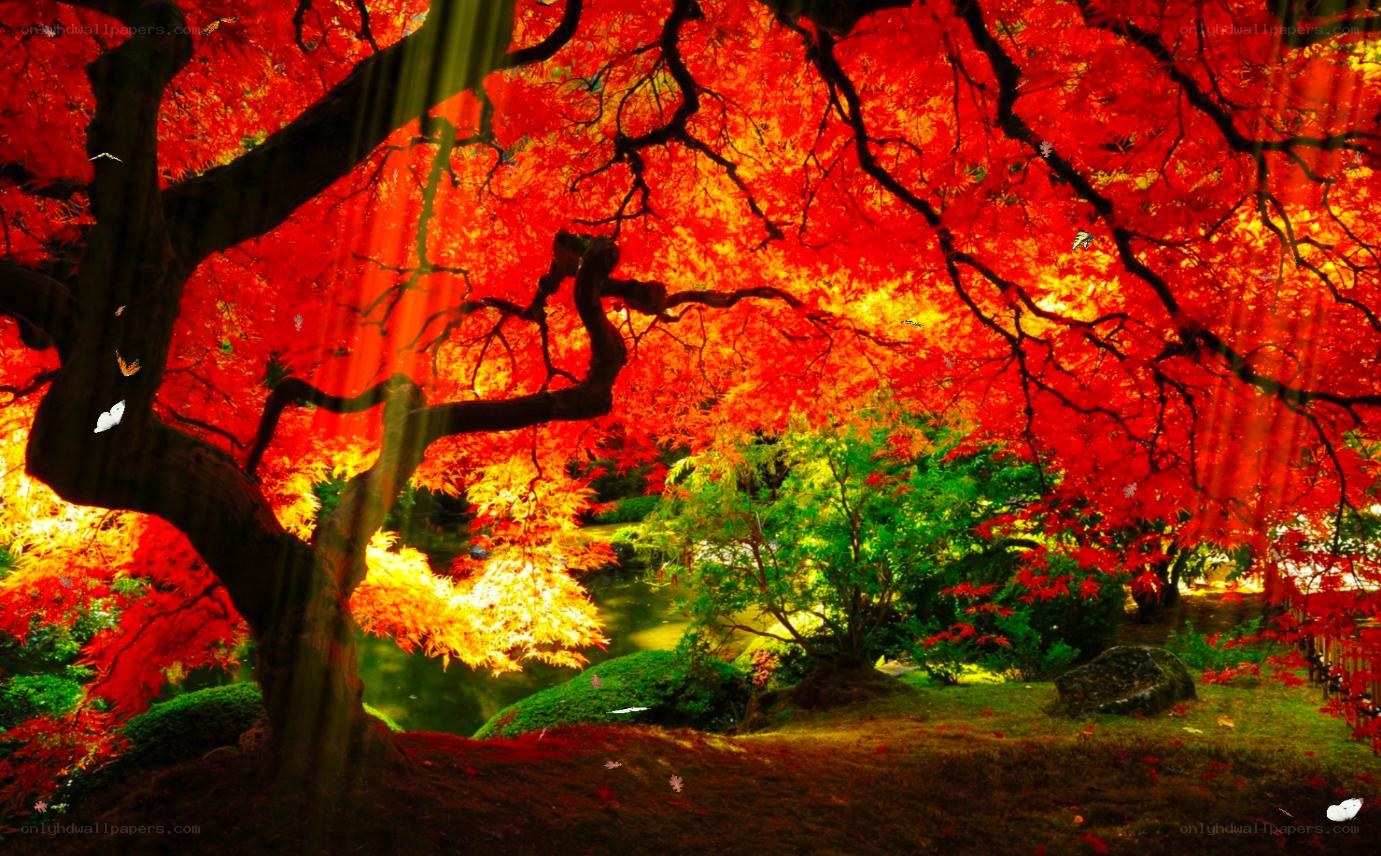 Autumn tree with red leaves