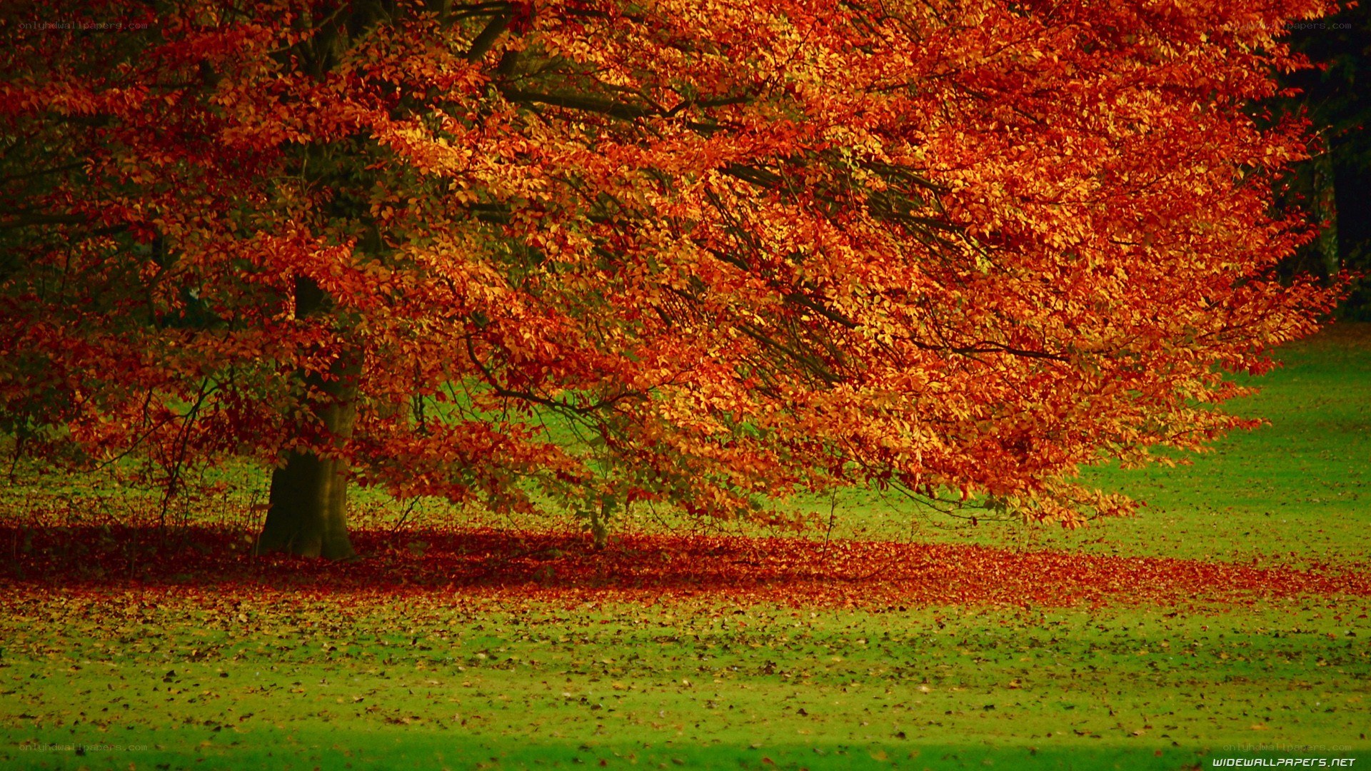 Autumn tree with red leaves