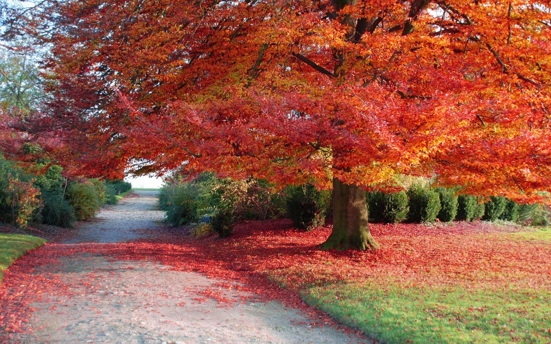 Autumn tree with red leaves