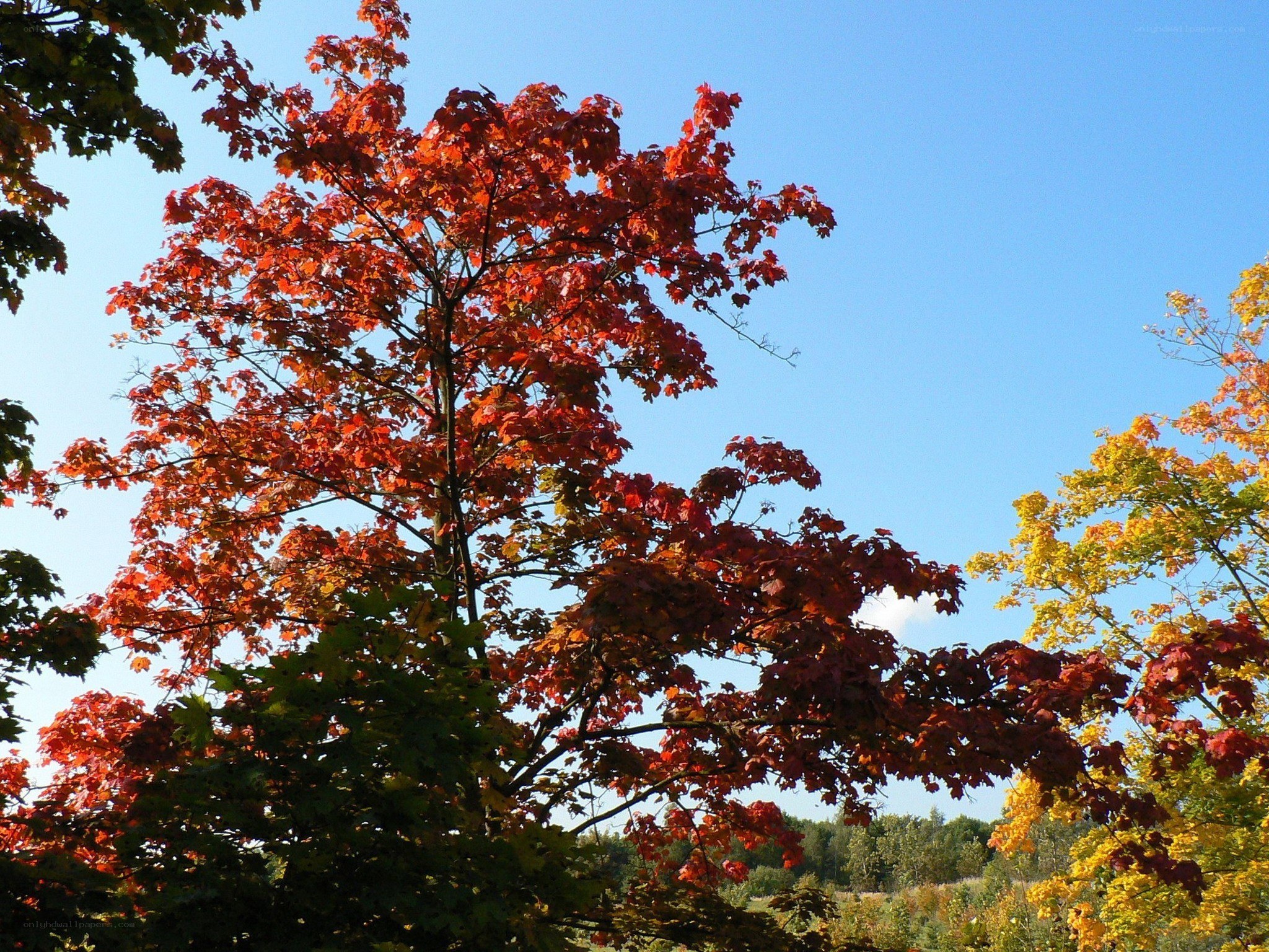 Autumn tree with red leaves
