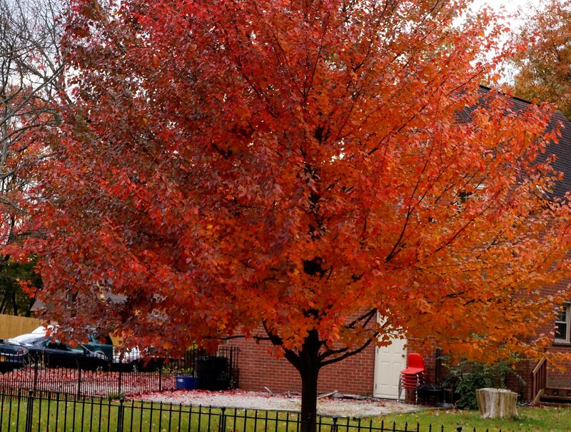 Autumn Tree with Red Leaves — Calm, Photograph