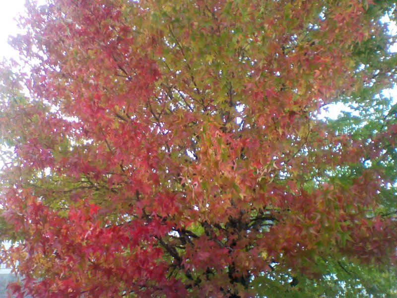 Autumn Tree with Red Leaves — Calm