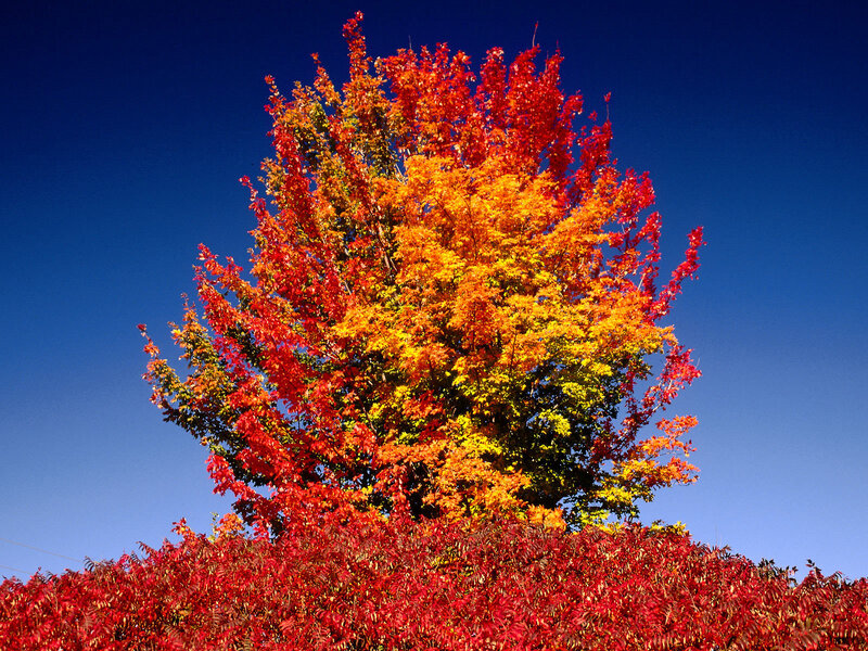 Autumn Tree with Red Leaves — Dramatic