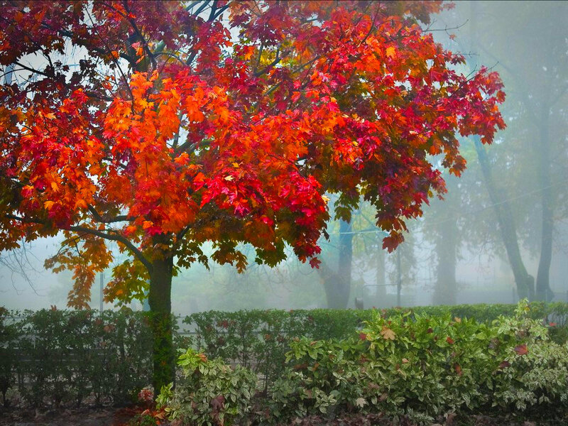 Autumn Tree with Red Leaves — Misty