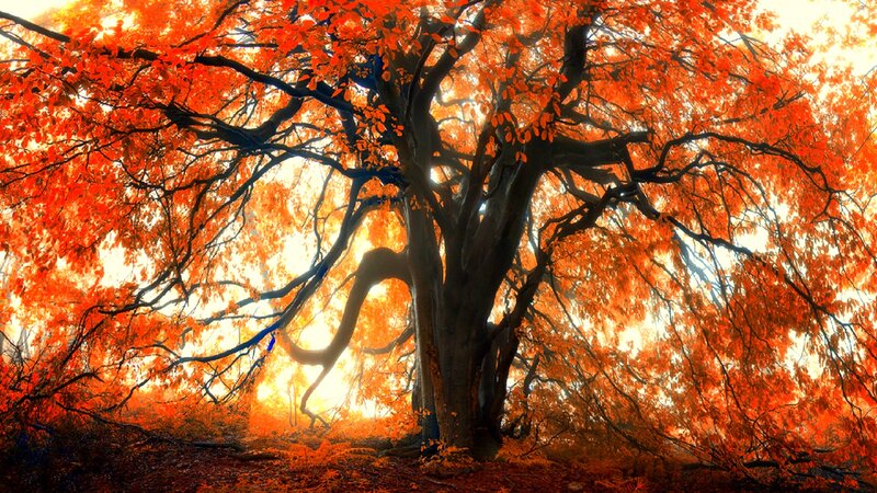 Autumn Tree with Red Leaves — Orange, Dramatic