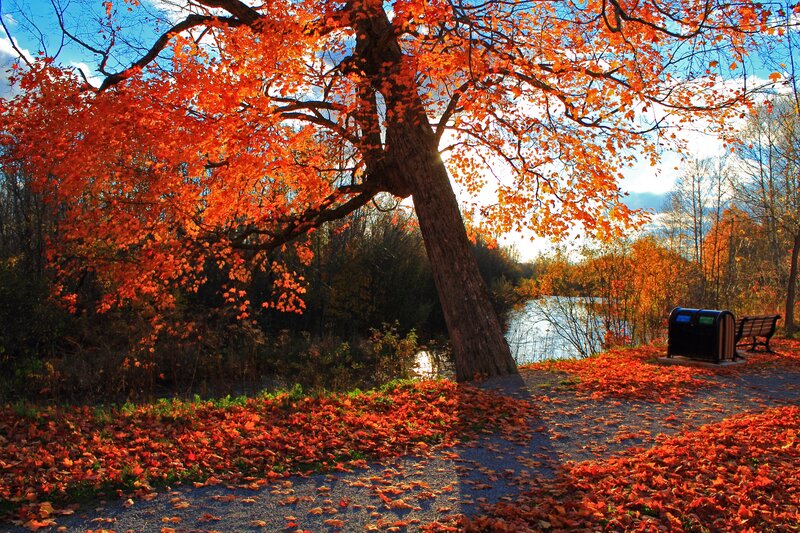 Autumn Tree with Red Leaves — Orange, Serene