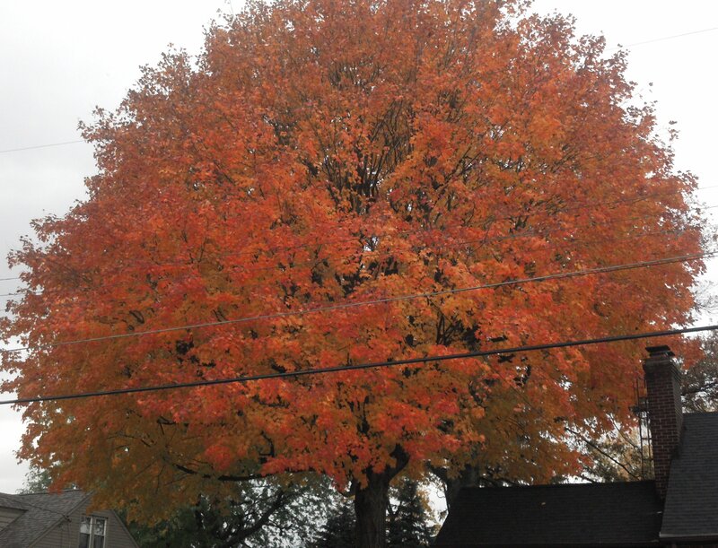 Autumn Tree with Red Leaves — Orange