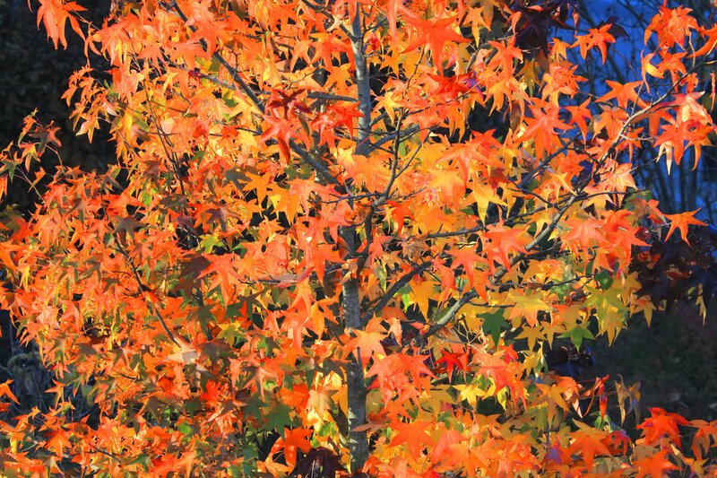 Autumn Tree with Red Leaves — Orange, Vibrant