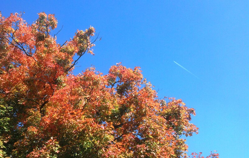 Autumn Tree with Red Leaves — Serene, Photograph, Blue Sky, Airplane Contrail
