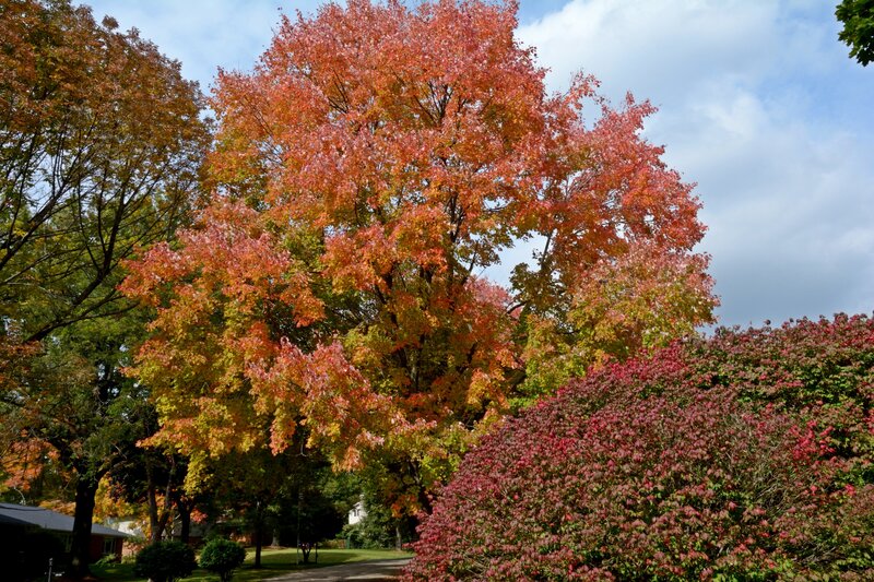 Autumn Tree with Red Leaves — Serene, Photograph, Bush