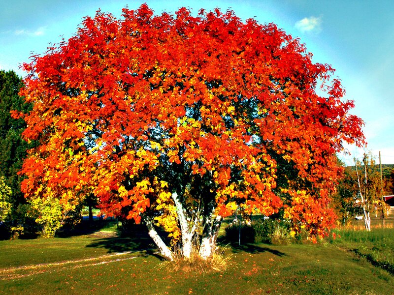Autumn Tree with Red Leaves — Serene, Photograph, Grass, Sky